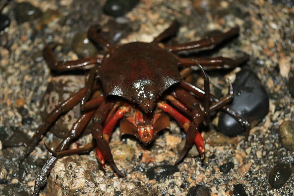 Kepiting Rumput Laut Utara