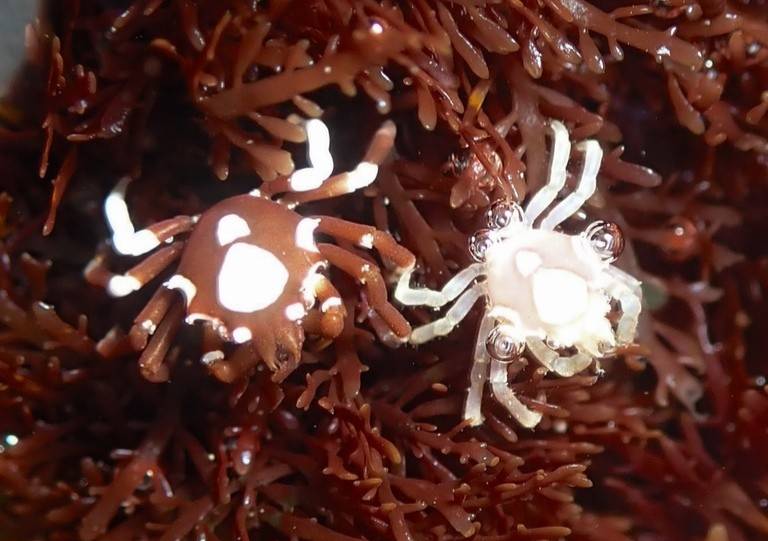 Kepiting Rumput Laut Utara
