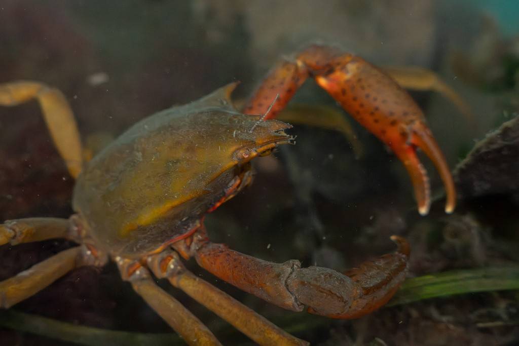 Kepiting Rumput Laut Utara