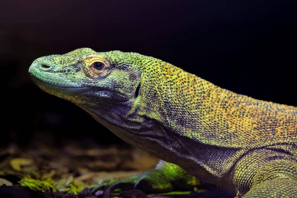 Ilustrasi komodo (pexels.com/James Mirakian)