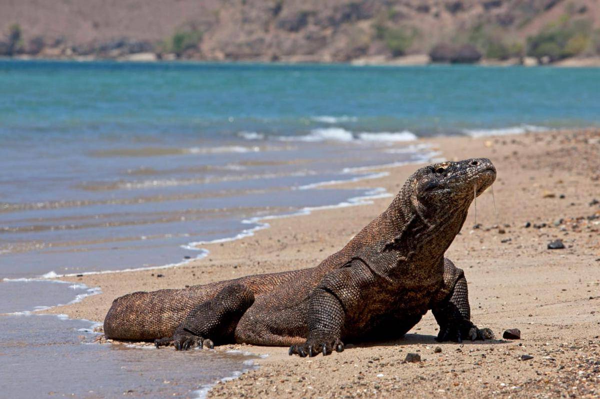 komodo