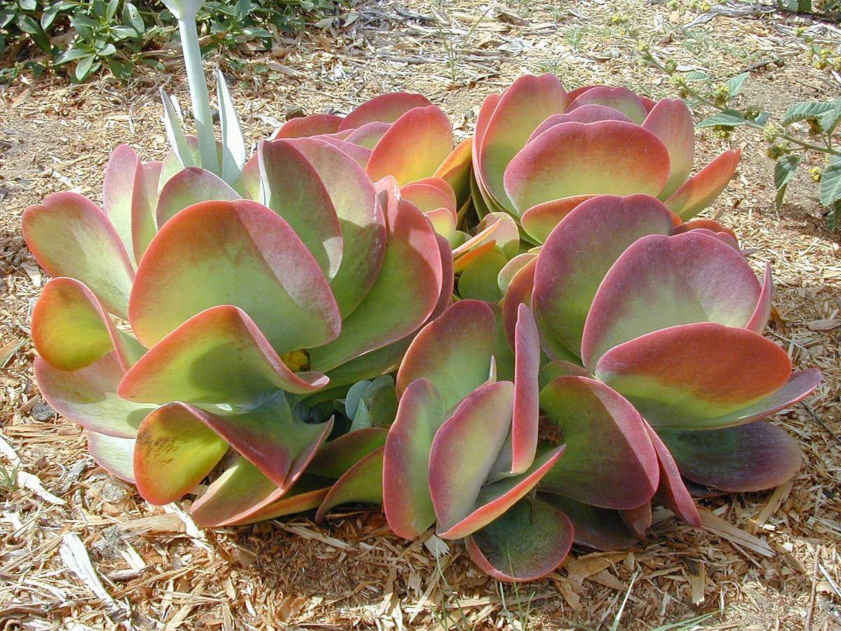 ilustrasi Kalanchoe thyrsiflora