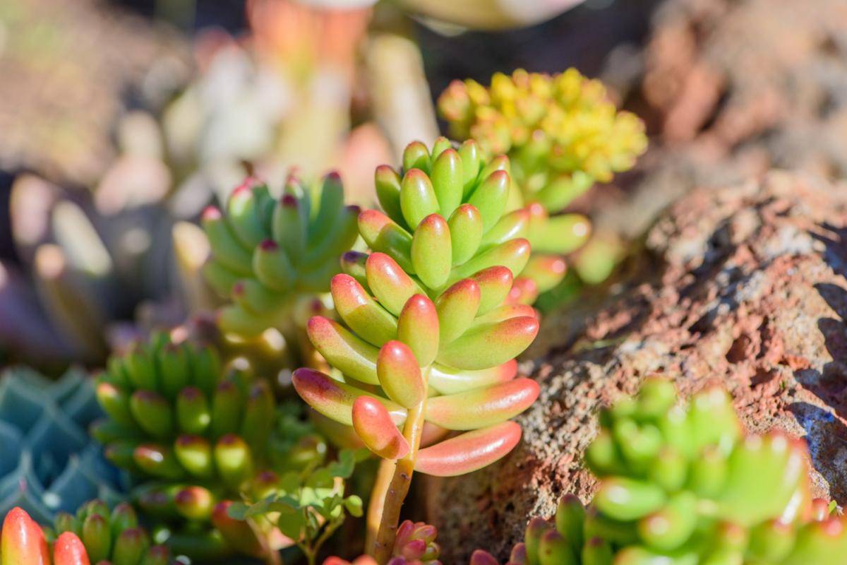 Ilustrasi tanaman sedum (freepik.com/Energetic and succulent plant)
