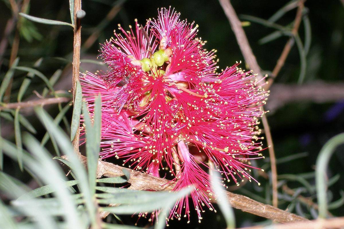 Tumbuhan Callistemon