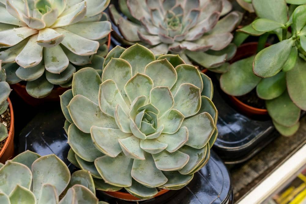 ilustrasi sukulen echeveria