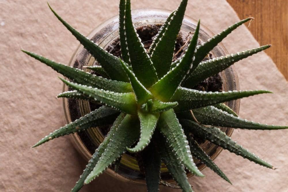 ilustrasi sukulen haworthia