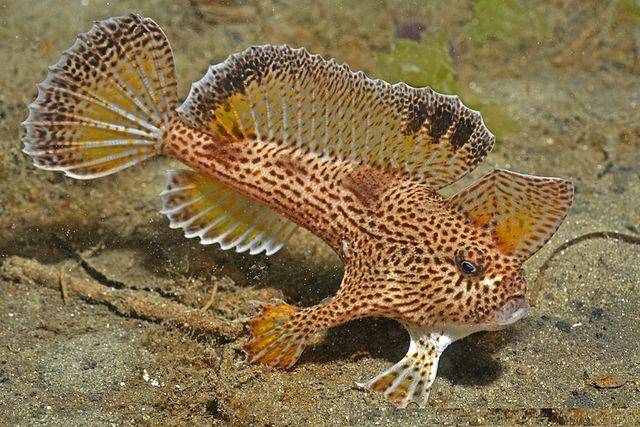Red Handfish