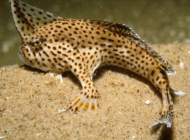 Red Handfish
