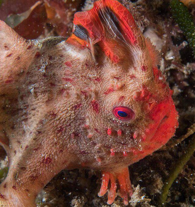 Red Handfish