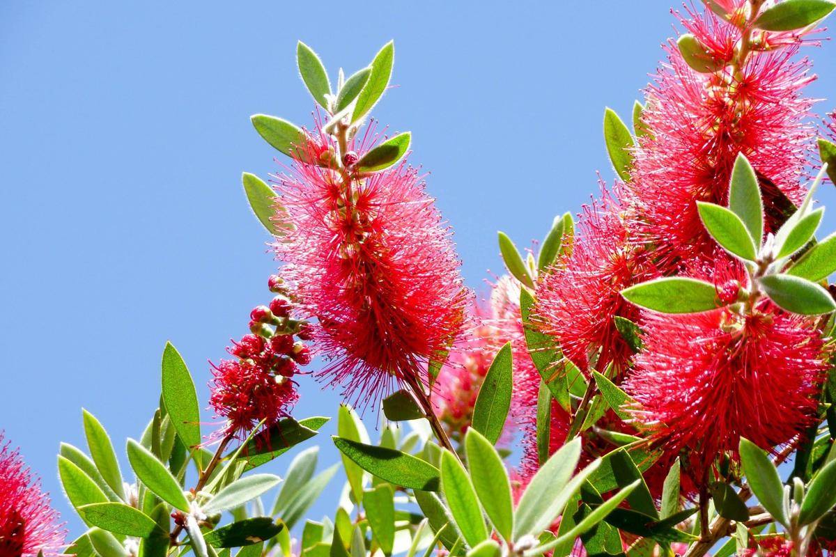 Tumbuhan Callistemon