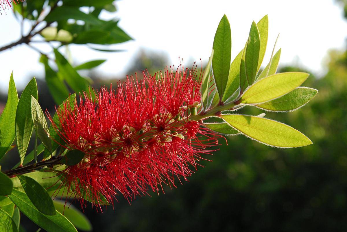Tumbuhan Callistemon
