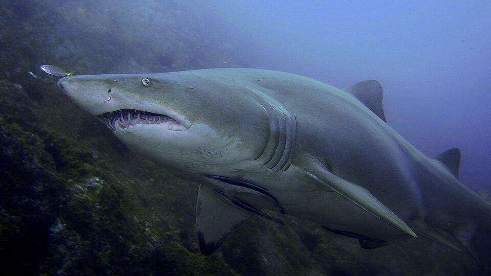 hiu harimau pasir di sekitar terumbu karang (commons.wikimedia.org/Christopher Mark)