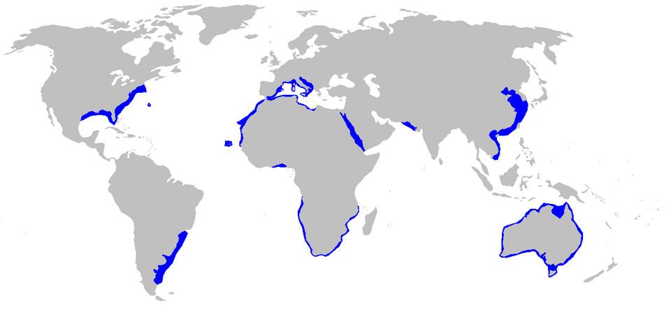 ilustrasi peta persebaran hiu harimau pasir (commons.wikimedia.org/Chris_huh)