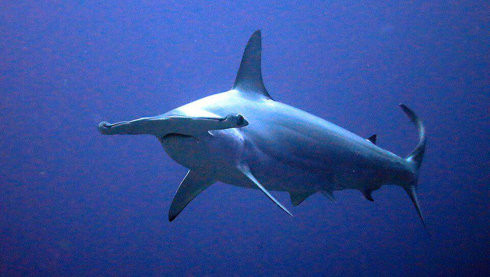 potret hiu martil bergerigi dewasa (commons.wikimedia.org/Kevin Lino NOAA/NMFS/PIFSC/ESD)
