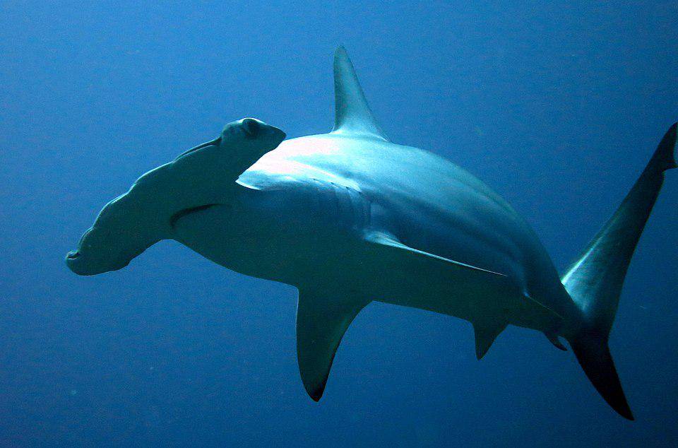 Hiu martil bergerigi termasuk spesies hewan yang bereproduksi secara ovovivipar. (commons.wikimedia.org/Kevin Lino NOAA/NMFS/PIFSC/ESD)