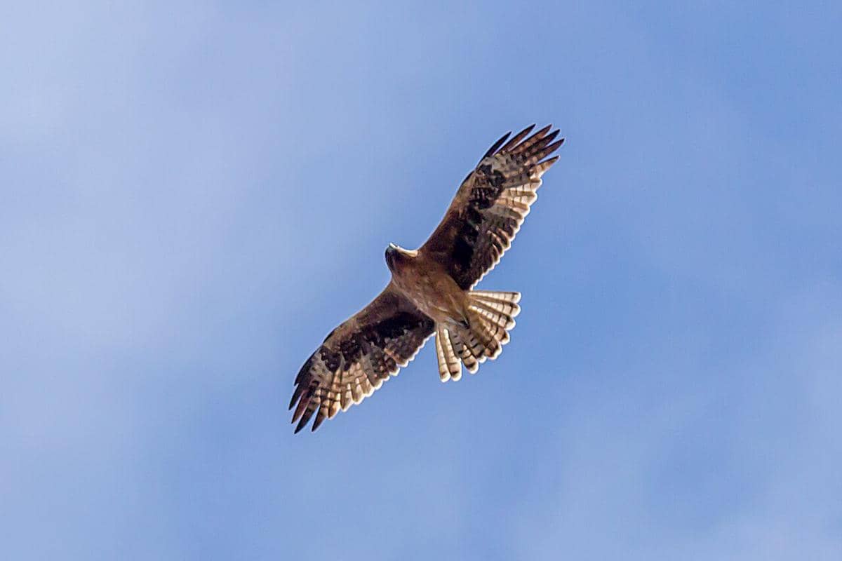 elang kecil (commons.wikimedia.org/Andrew Allen)