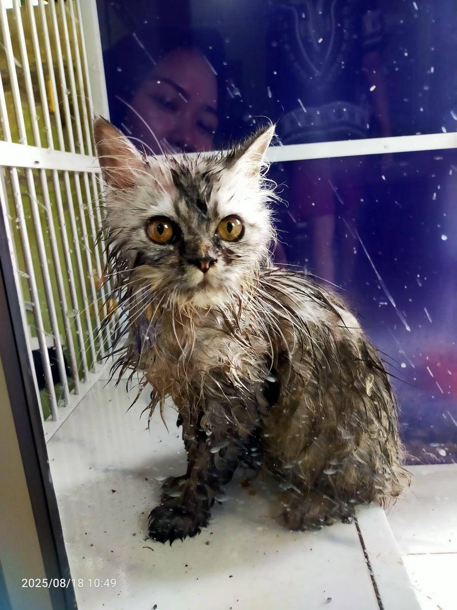 Kucing yang terjebur sumur. (IDN Times/Damkarmat Bandar Lampung)
