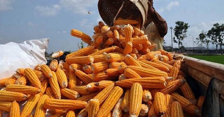 Kenyang Tidak Harus Nasi: Potensi Jagung bagi Ketahanan Pangan
