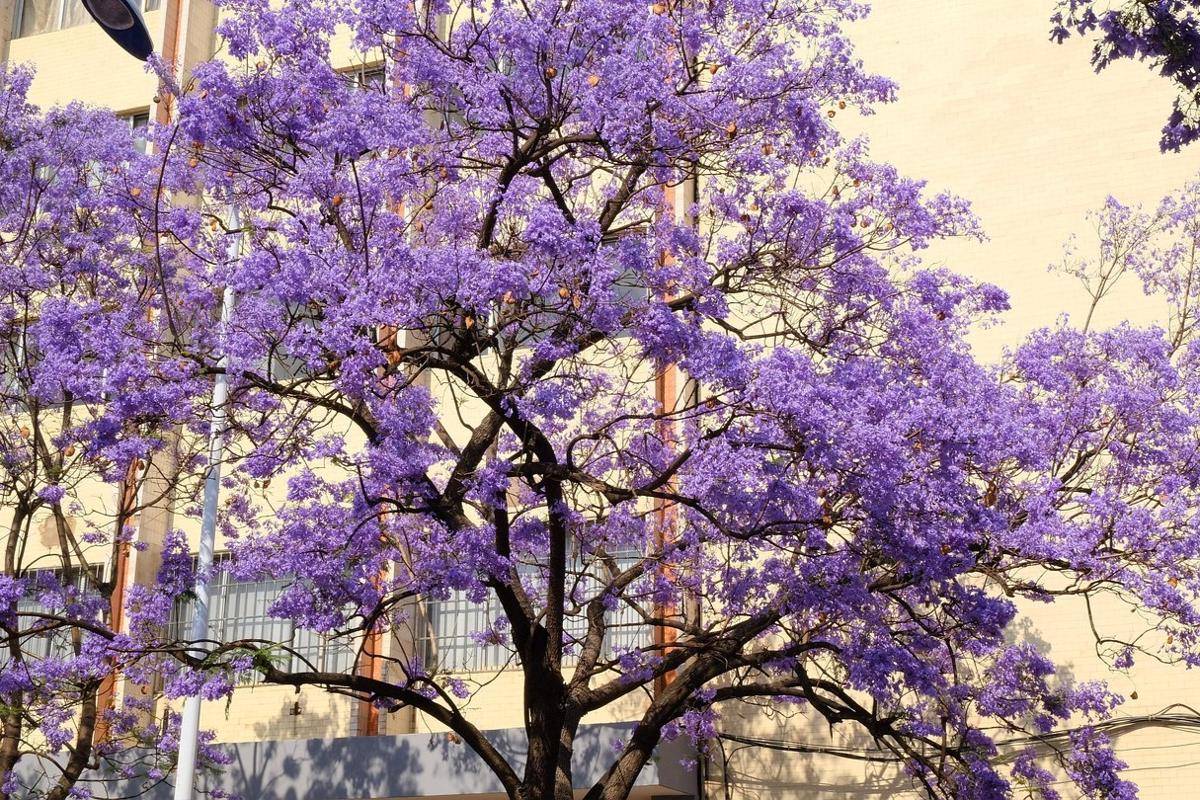 Jacaranda