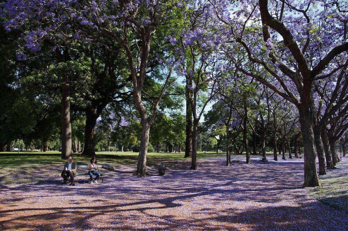 Jacaranda