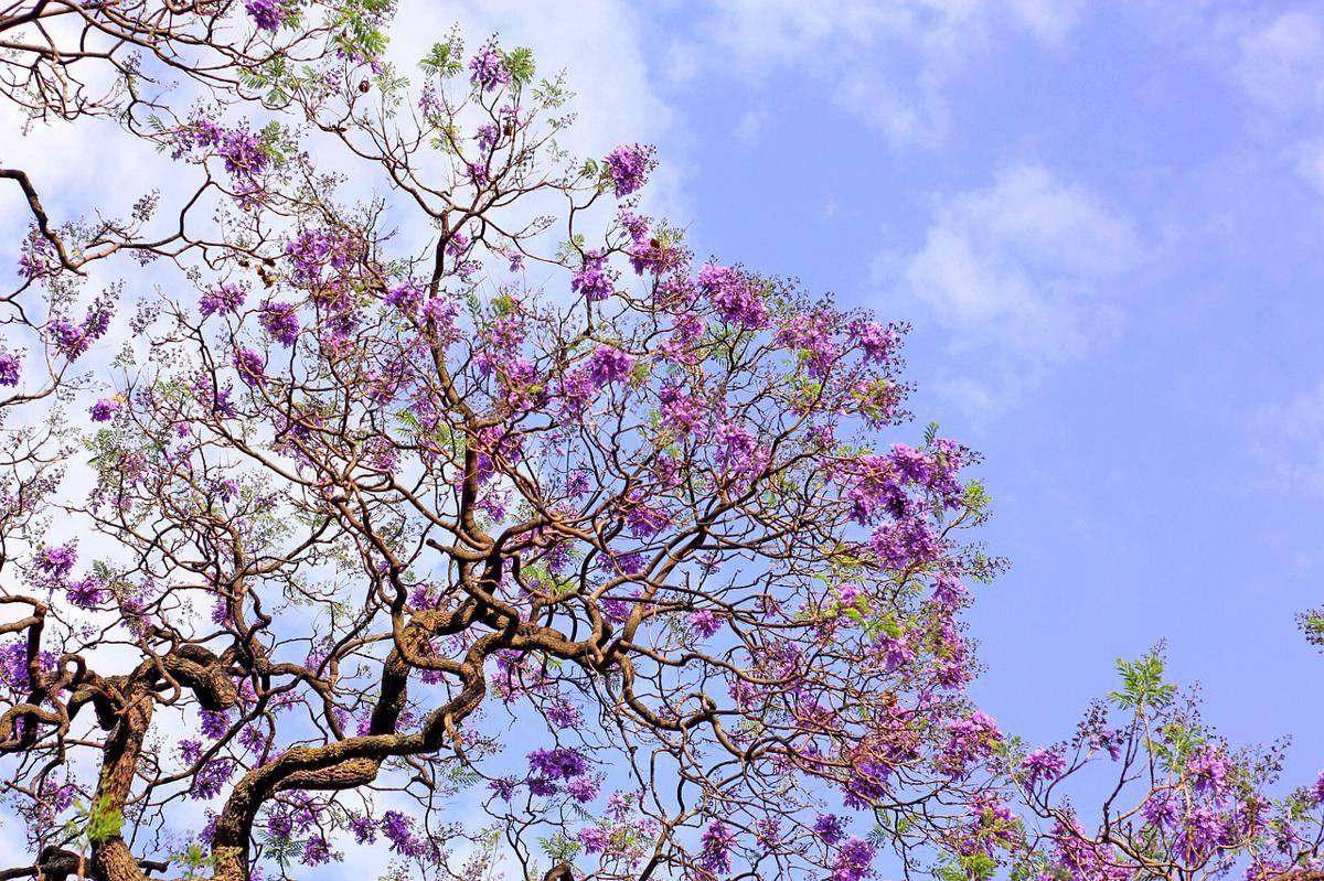 Jacaranda