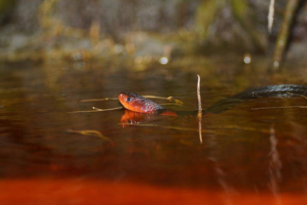 ular picung api (inaturalist.org/Auzan Sukaton)