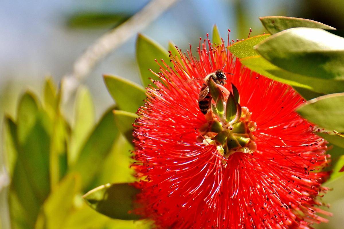 Tumbuhan Callistemon