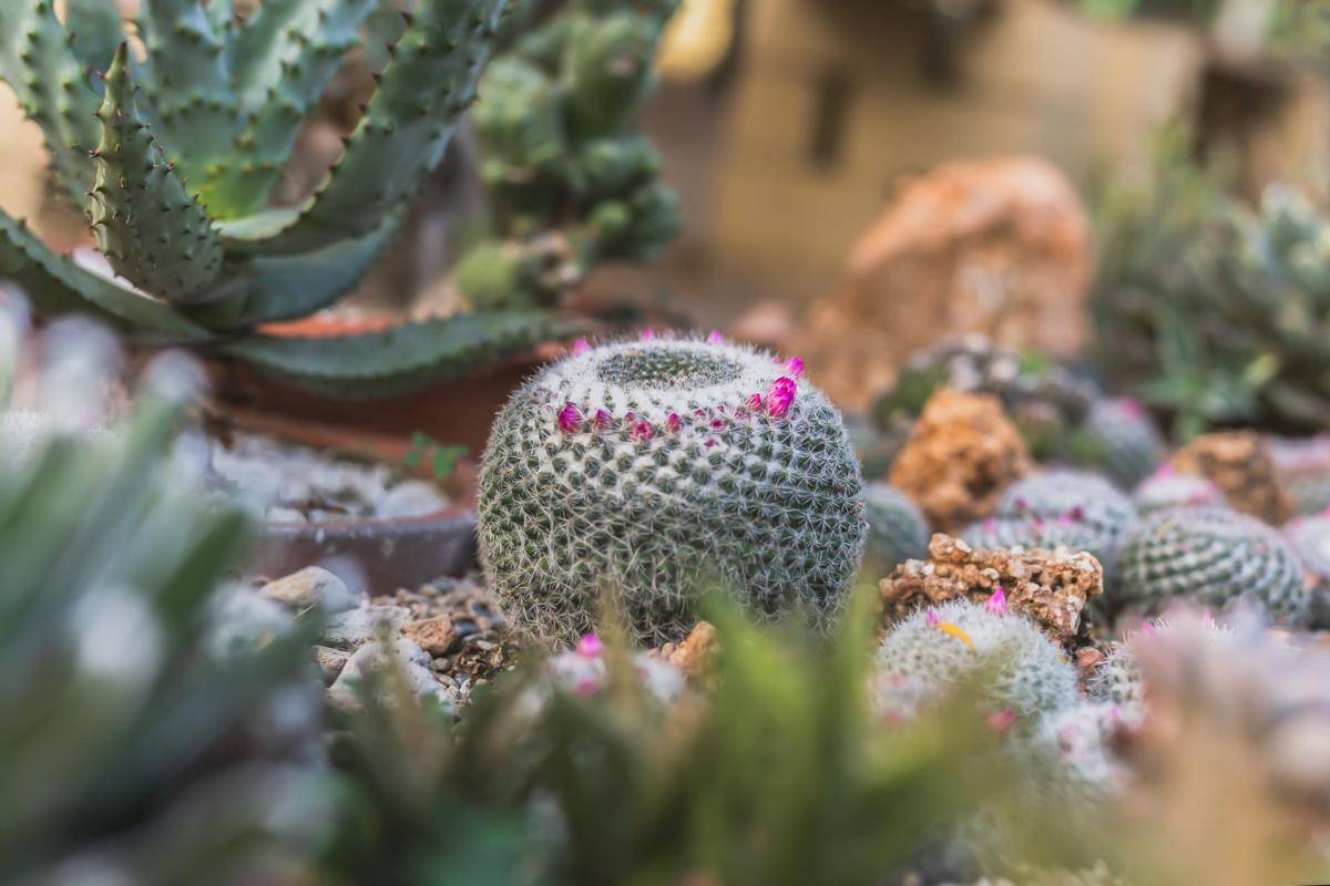 ilustrasi Mammillaria cactus