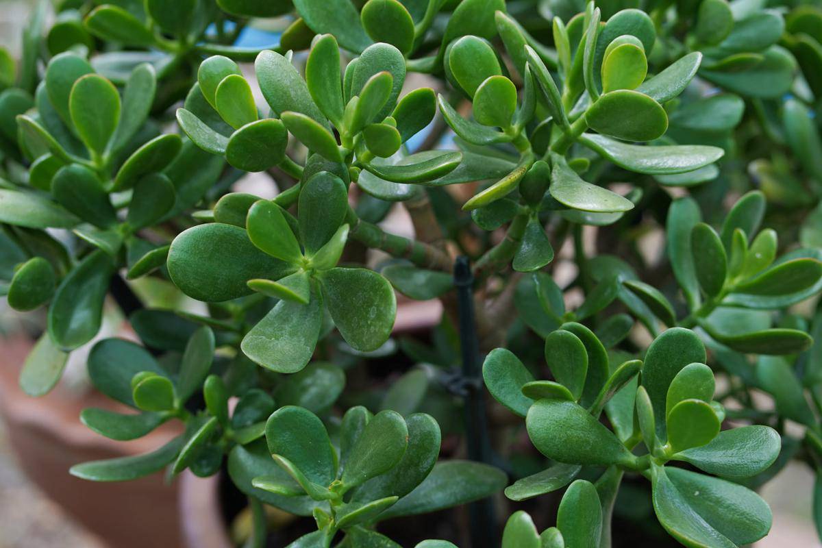 ilustrasi jade plant