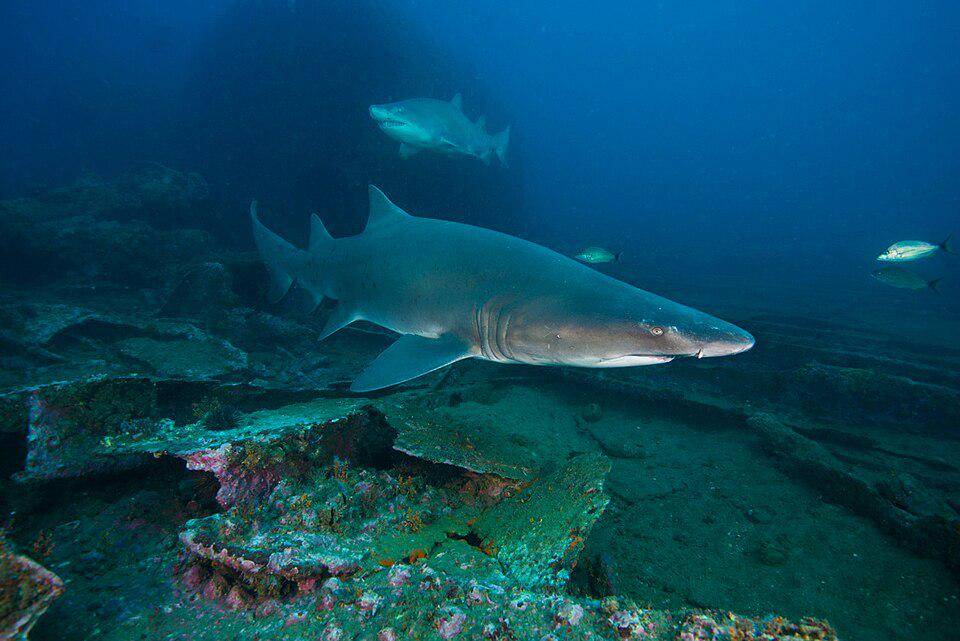 pasangan hiu harimau pasir sedang berenang bersama (commons.wikimedia.org/NOAA)