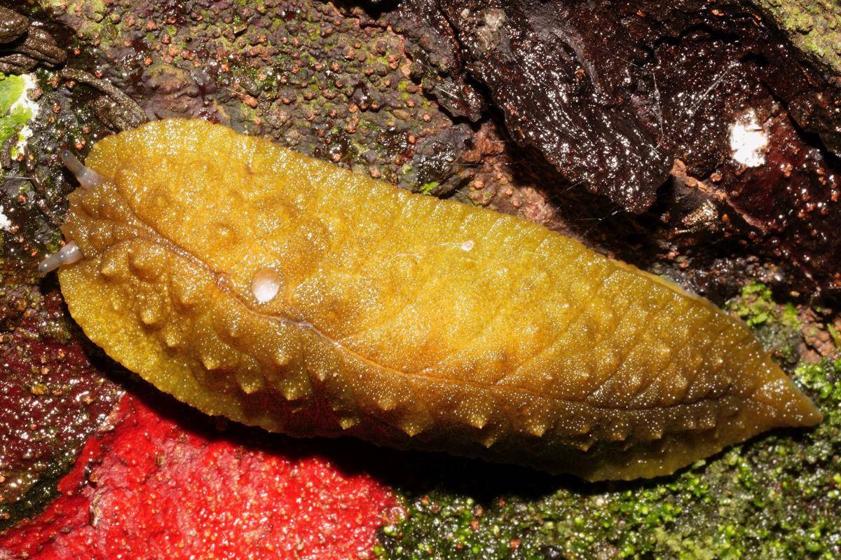 Pickle Slug