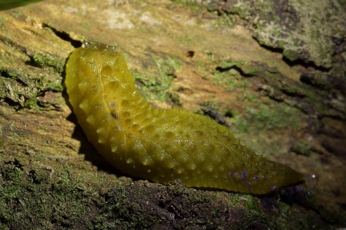 Pickle Slug