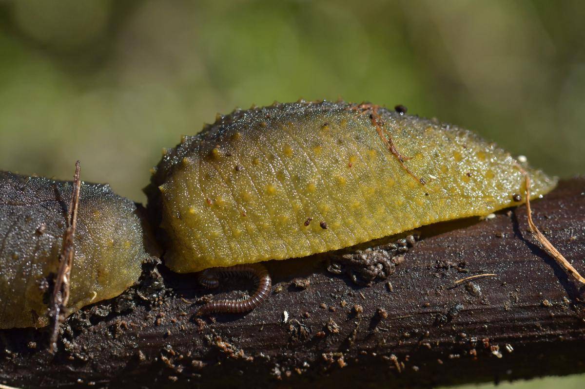 Pickle Slug