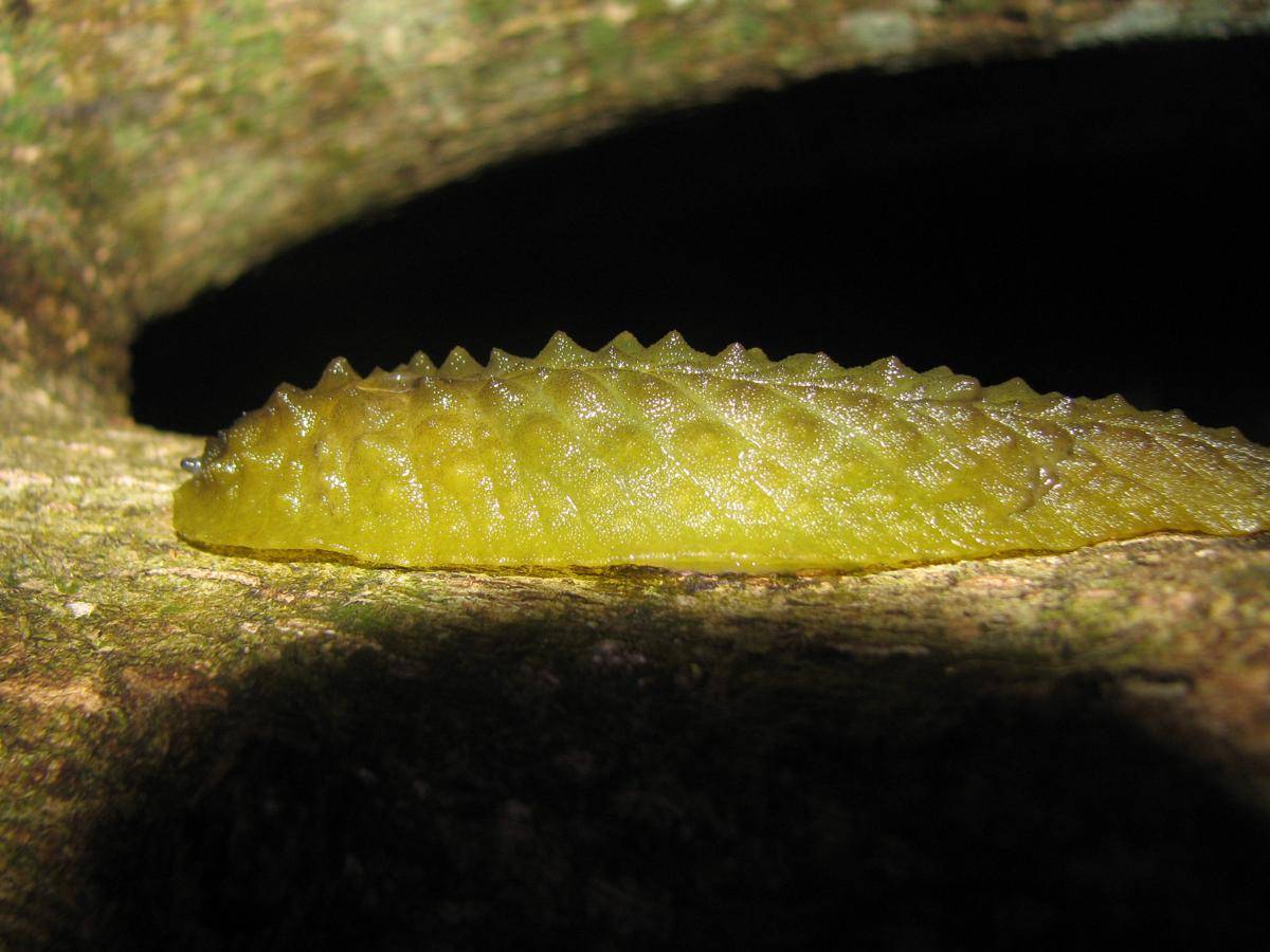 Pickle Slug