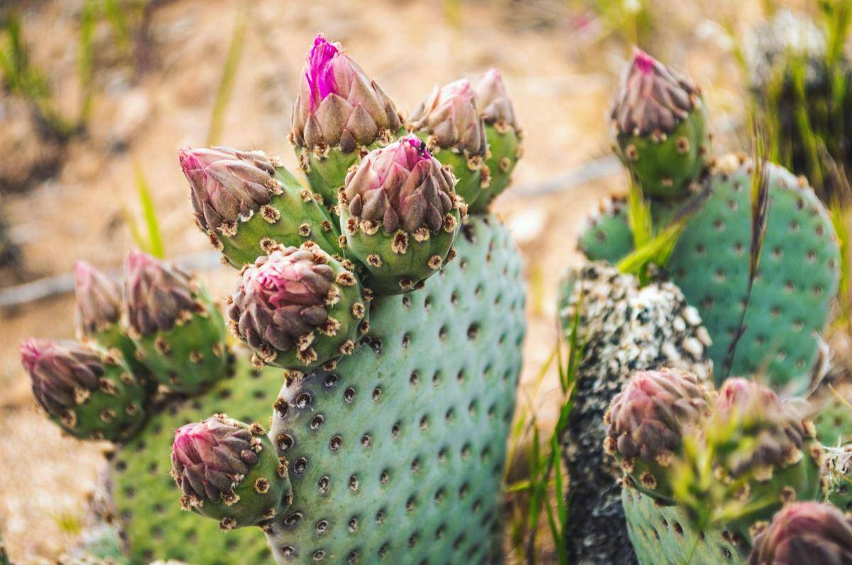 ilustrasi opuntia cactus