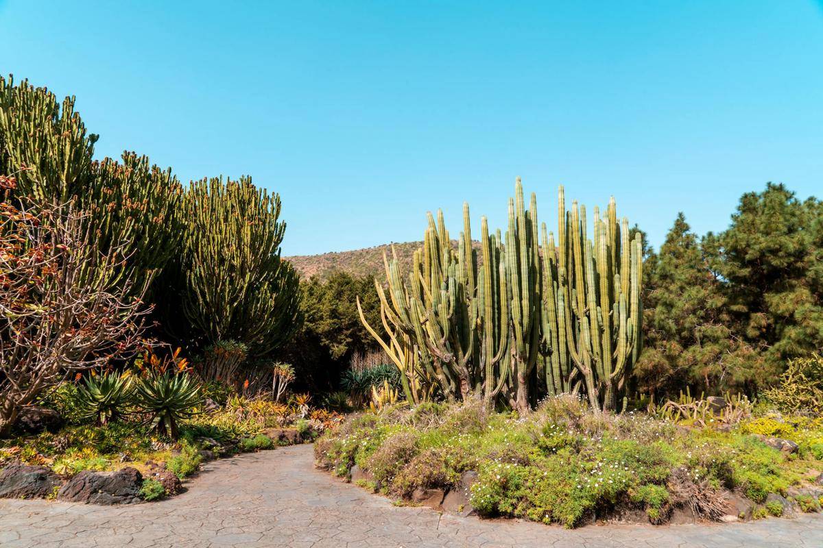 ilustrasi lanskap xeriscape
