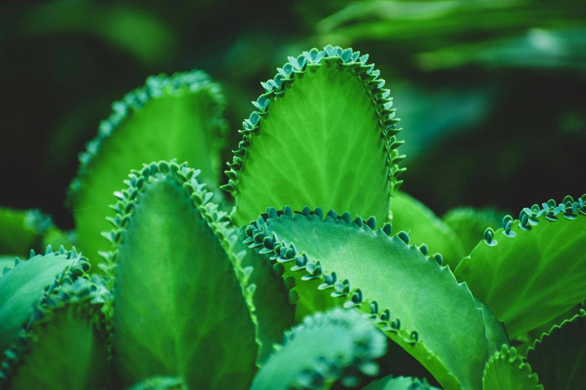 Ilustrasi tanaman kalanchoe (pexels.com/Gursharndeep Singh)