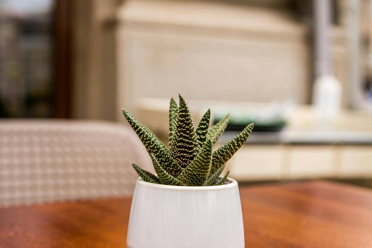 Ilustrasi tanaman haworthia (pexels.com/Georgiana Mirela)