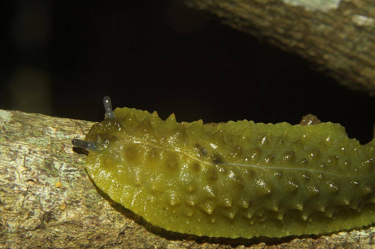 Pickle Slug