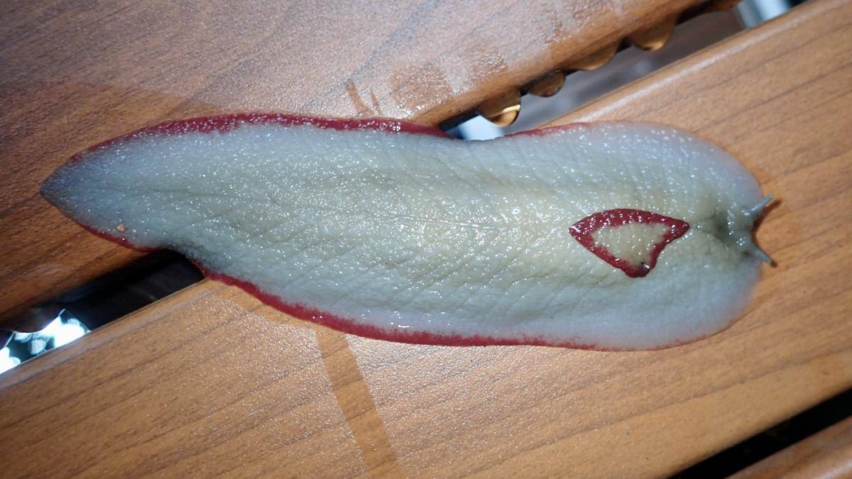 Pickle Slug
