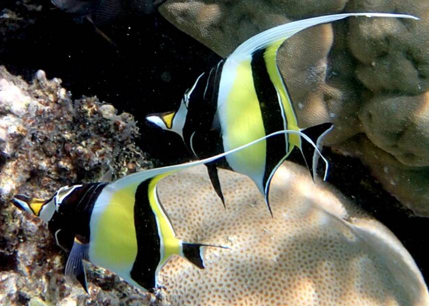 Ikan Moorish Idol