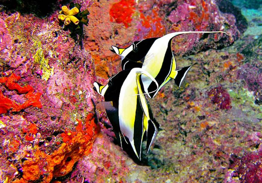 Ikan Moorish Idol