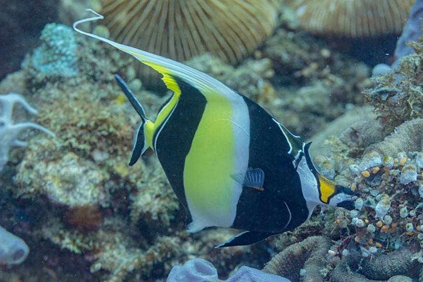 Ikan Moorish Idol