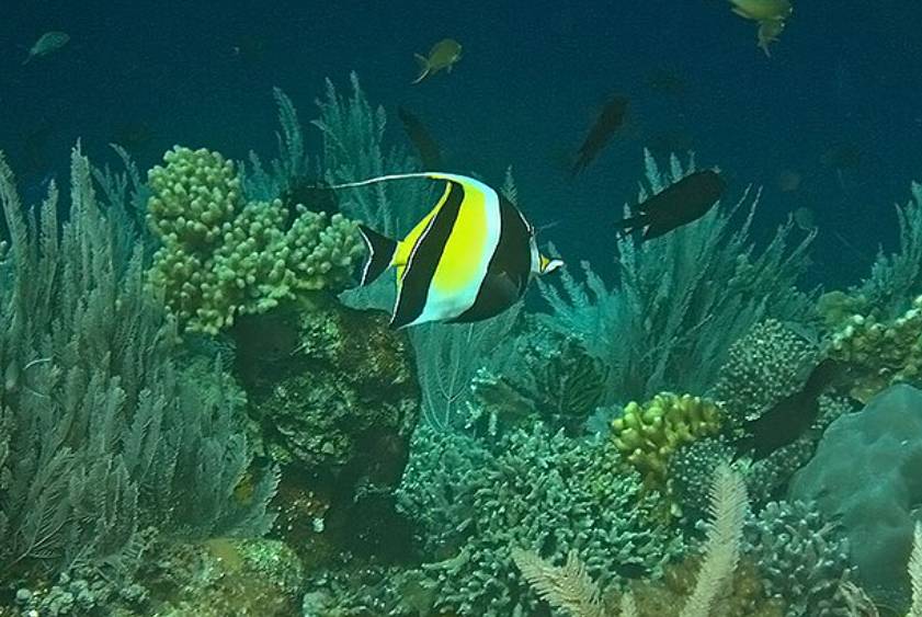 Ikan Moorish Idol