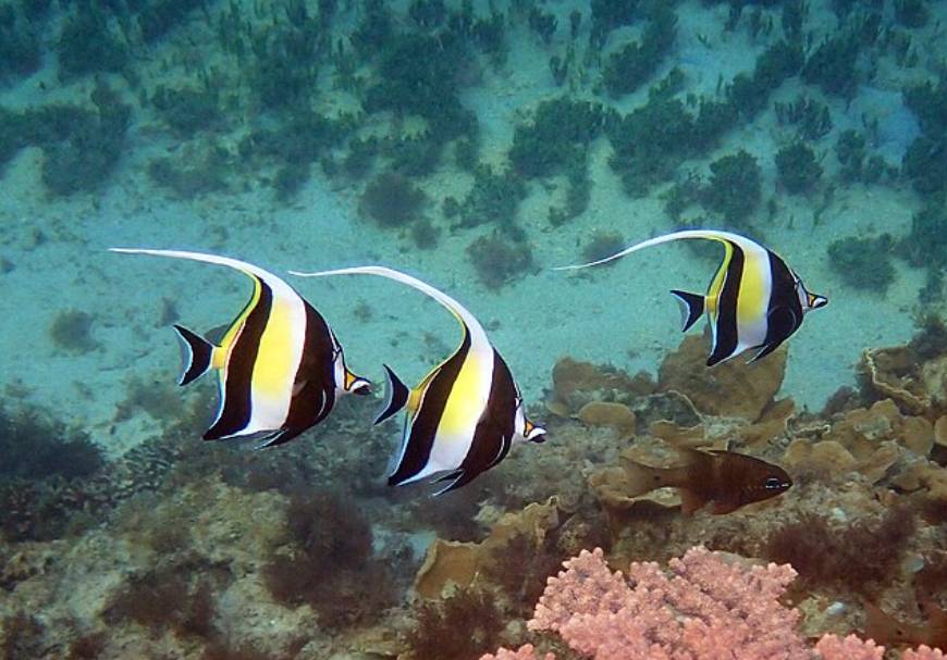Ikan Moorish Idol