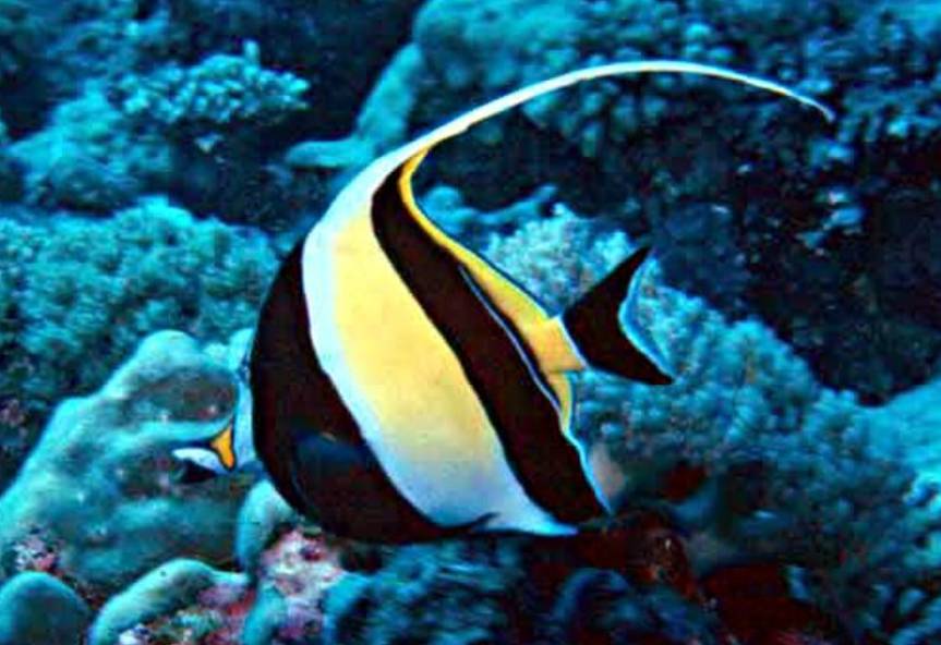 Ikan Moorish Idol