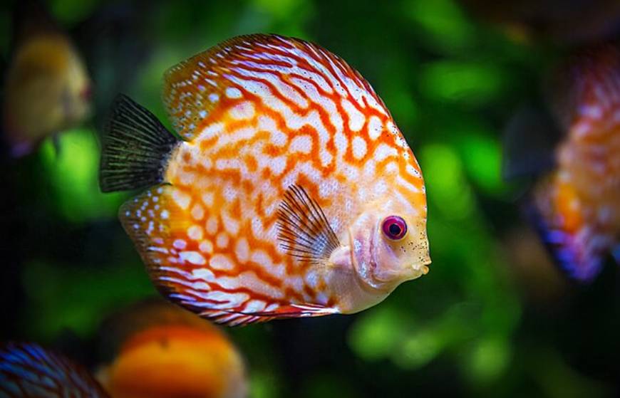Ikan Discus
