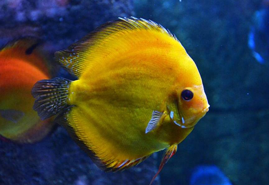 Ikan Discus