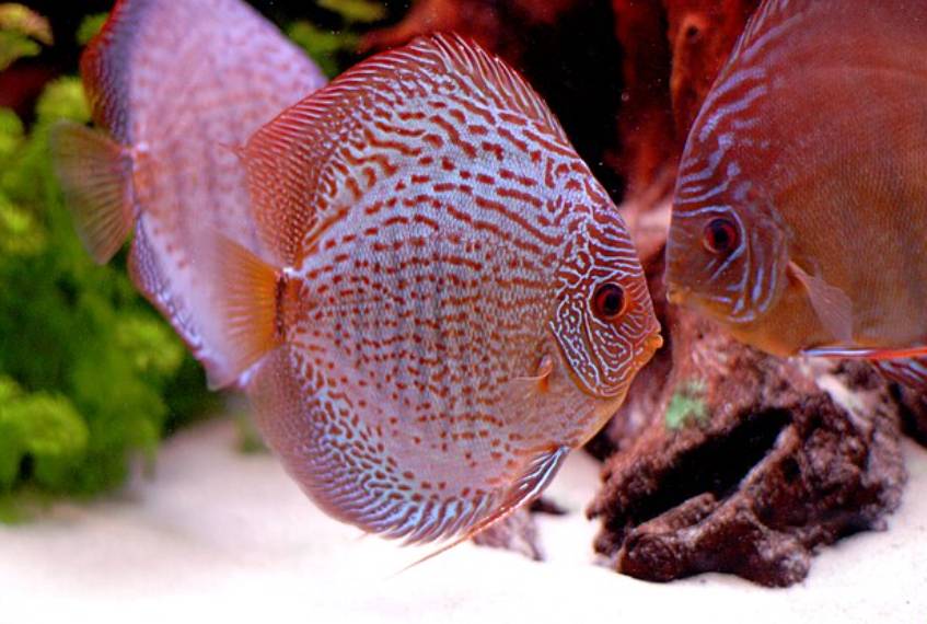 Ikan Discus