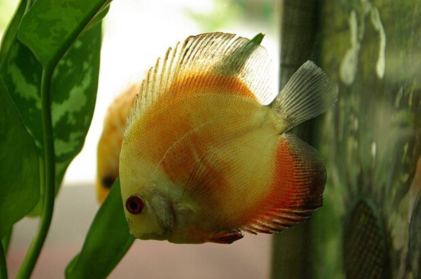 Ikan Discus